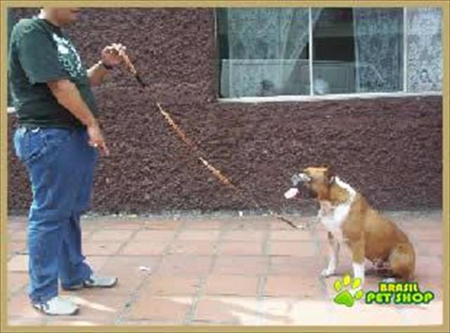 Adestramento De Cães A Domicilio Tatuapé