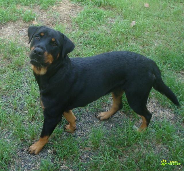 Rottweiller