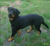 Rottweiller
