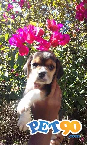 BEAGLE UM CACHORRINHO MUITO ESPERTO ARTEIRO E BRINCALHÃO