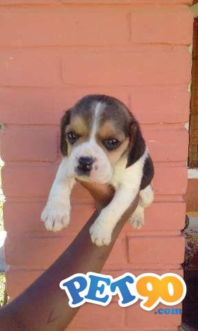 BEAGLE UM CACHORRINHO MUITO ESPERTO ARTEIRO E BRINCALHÃO