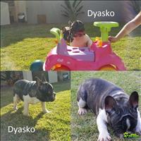 Bulldog Francês Macho Lindo Lindo Entregamos Em Sua Cidade Consulte