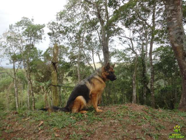 Pastor alemao capa preta femea