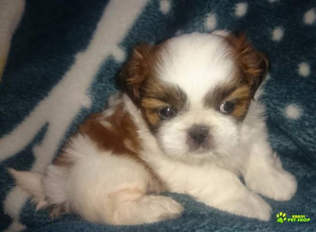 Lindo Filhote De Shih Tzu