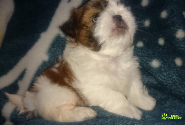 Lindo Filhote De Shih Tzu