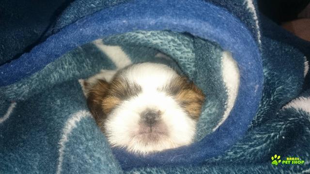 Lindo Filhote De Shih Tzu