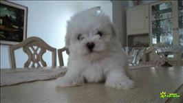 Filhotes De Maltês C/ Pedigree. 