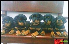 Filhotes Rottweiler Com Pedigree Excelente Linhagem