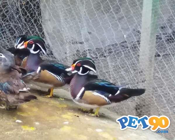 Carolina e cool os mines marrecos Ornamentais