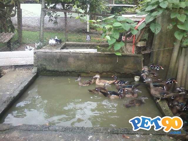 Carolina e cool os mines marrecos Ornamentais