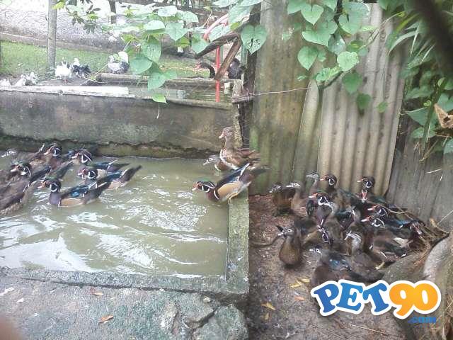 Carolina e cool os mines marrecos Ornamentais