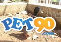 Carolina e cool os mines marrecos Ornamentais