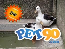 Carolina e cool os mines marrecos Ornamentais