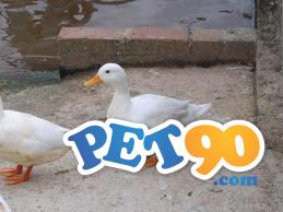 Carolina e cool os mines marrecos Ornamentais