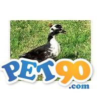 Carolina e cool os mines marrecos Ornamentais