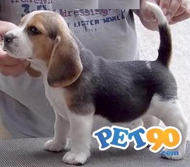 Beagle Criação Exemplares Filhotes