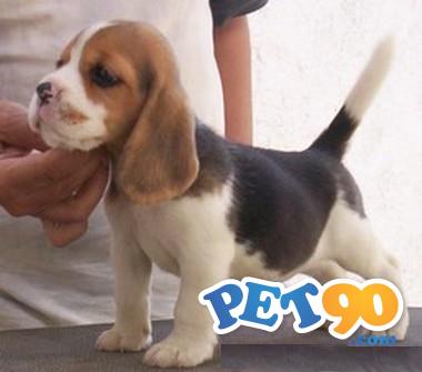 Beagle Criação Exemplares Filhotes
