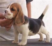 Beagle Criação Exemplares Filhotes