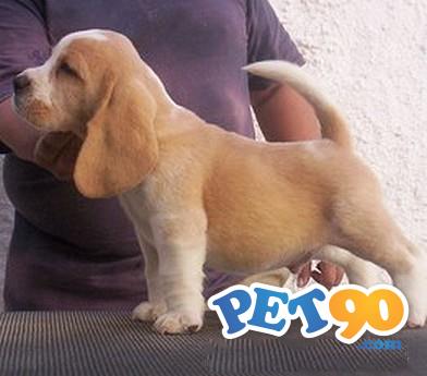 Beagle Criação Exemplares Filhotes