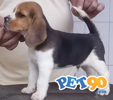 Beagle Criação Exemplares Filhotes