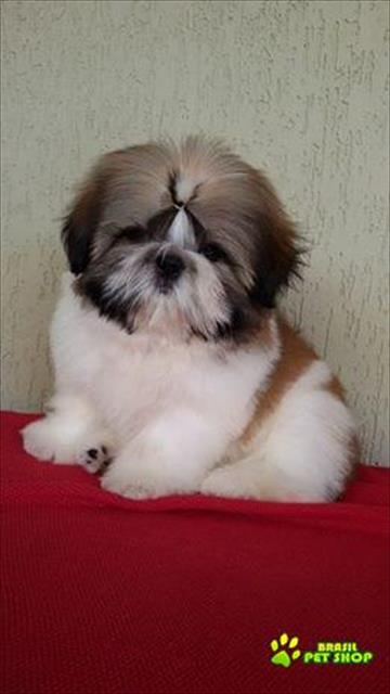 Filhotes De Shih Tzu Macho E Femea