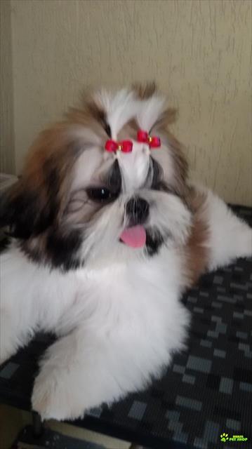 Filhotes De Shih Tzu Macho E Femea