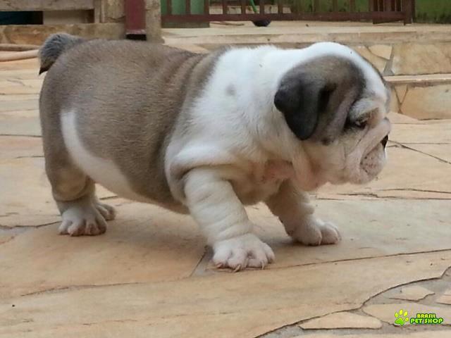 Filhotes De Buldog Ingles