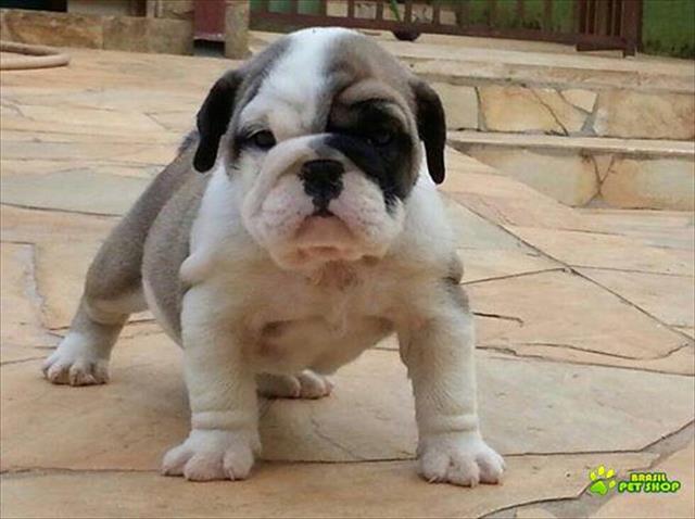 Filhotes De Buldog Ingles