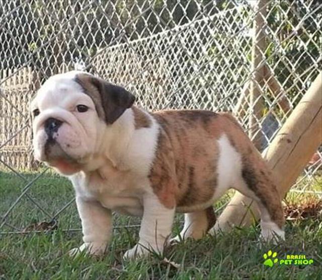 Filhotes De Buldog Ingles