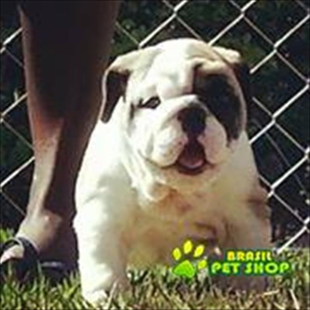 Filhotes De Buldog Ingles