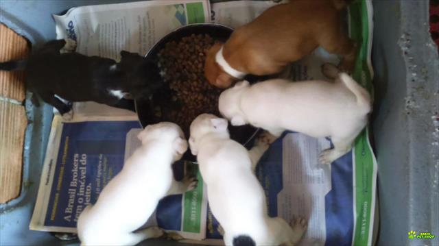 Staffordshire Bull Terrier Filhotes Com Pedigrees Cbkc E Fci.