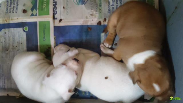 Staffordshire Bull Terrier Filhotes Com Pedigrees Cbkc E Fci.