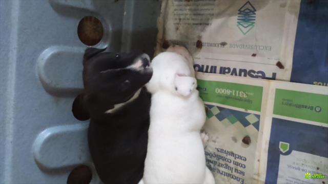 Staffordshire Bull Terrier Filhotes Com Pedigrees Cbkc E Fci.