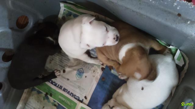 Staffordshire Bull Terrier Filhotes Com Pedigrees Cbkc E Fci.