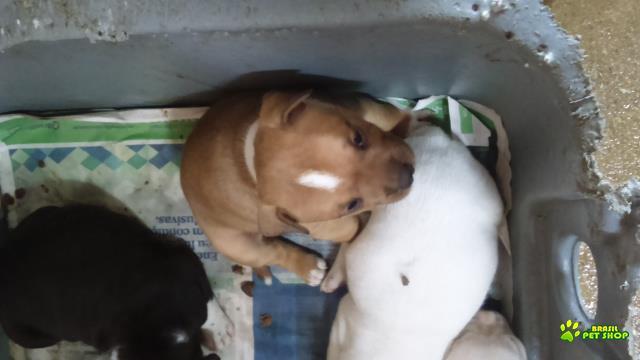 Staffordshire Bull Terrier Filhotes Com Pedigrees Cbkc E Fci.