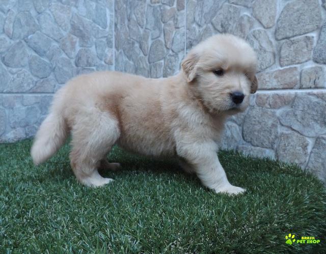 Filhotes De Golden Retriever
