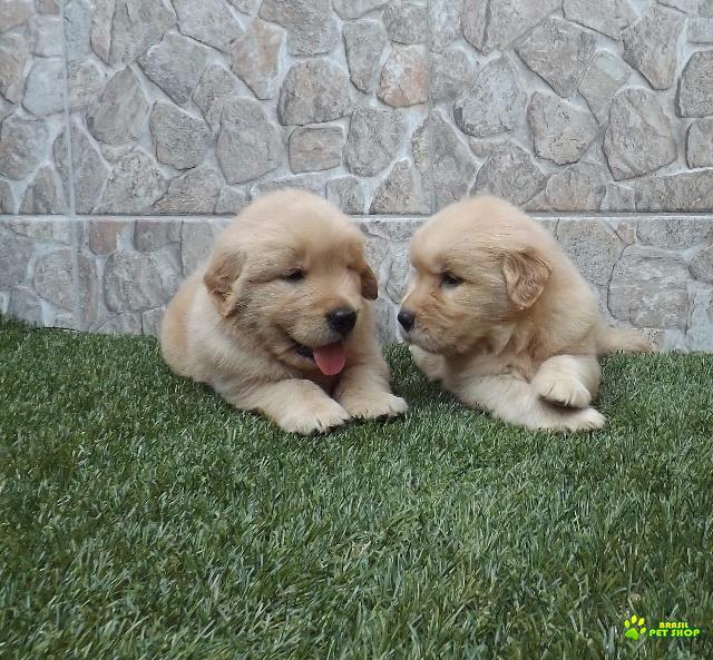 Filhotes De Golden Retriever