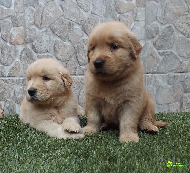 Filhotes De Golden Retriever