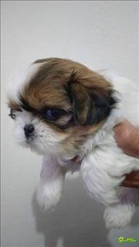 Lindos Filhotes De Shit Zu