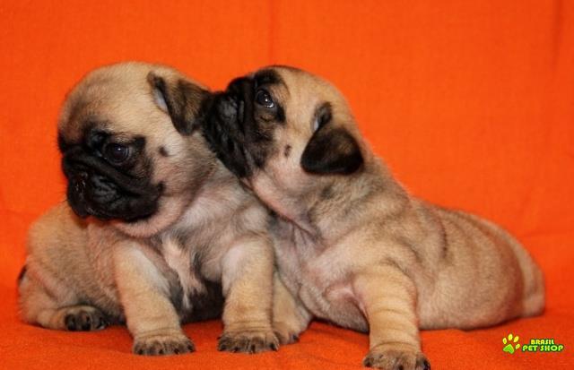 Saudáveis Filhotes De Pug Vacinados À Procura De Uma Nova Casa