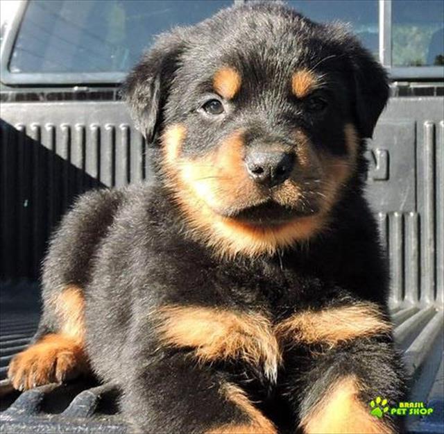 Preto E Marrom Rottweilers Para Adoção