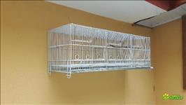 Deu A Louca No Passarinheiro