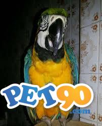 Peitorais para calopsitas