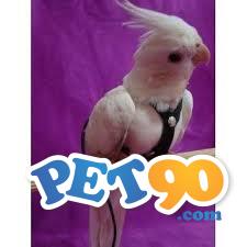 Peitorais para calopsitas