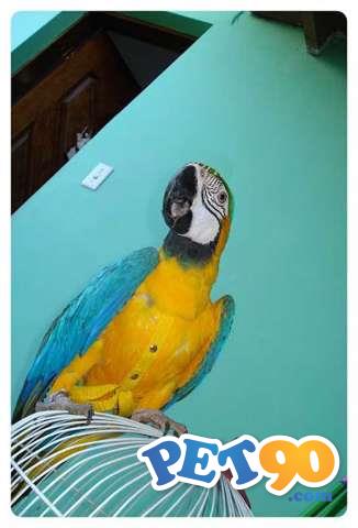 Peitorais para calopsitas