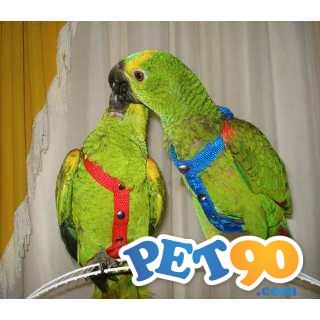 Peitorais para calopsitas