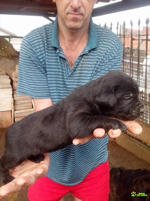 Filhote De Cane Corso