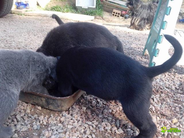 Filhote De Cane Corso