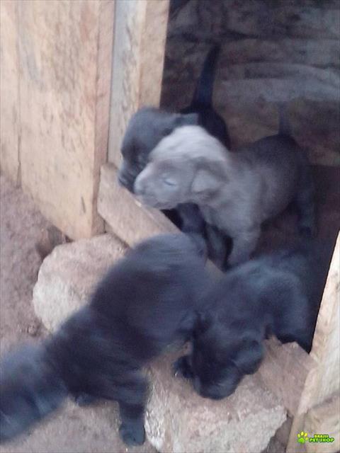 Filhote De Cane Corso