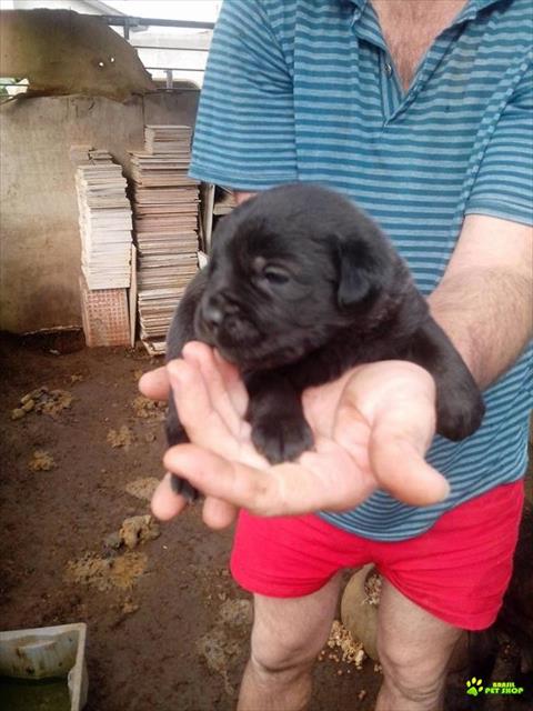Filhote De Cane Corso